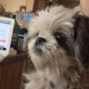 Meet your Posher, Leif